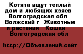 Котята ищут теплый дом и любящих хзяев - Волгоградская обл., Волжский г. Животные и растения » Кошки   . Волгоградская обл.